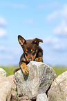 Australian Kelpie Puppy