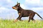 Australian Kelpie Puppy