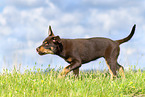 Australian Kelpie Puppy