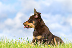 Australian Kelpie Puppy