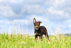 Australian Kelpie Puppy