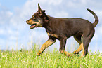 Australian Kelpie Puppy