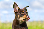 Australian Kelpie Puppy