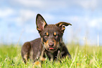 Australian Kelpie Puppy