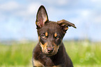 Australian Kelpie Puppy