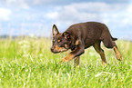 Australian Kelpie Puppy
