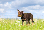 Australian Kelpie Puppy