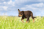 Australian Kelpie Puppy
