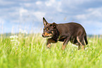 Australian Kelpie Puppy