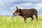 Australian Kelpie Puppy
