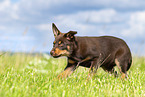 Australian Kelpie Puppy
