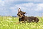 Australian Kelpie Puppy