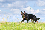 Australian Kelpie in summer