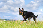 Australian Kelpie in summer