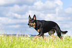 Australian Kelpie in summer