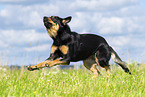 Australian Kelpie in summer