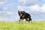 Australian Kelpie in summer