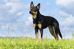 Australian Kelpie in summer