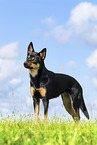 Australian Kelpie in summer