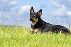 Australian Kelpie in summer