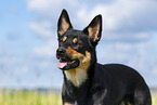 Australian Kelpie in summer