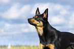 Australian Kelpie in summer