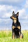 Australian Kelpie in summer