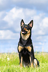 Australian Kelpie in summer