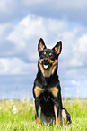 Australian Kelpie in summer