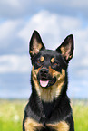 Australian Kelpie in summer