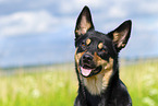 Australian Kelpie in summer