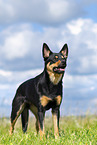 Australian Kelpie in summer