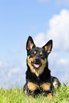 Australian Kelpie in summer