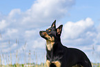 Australian Kelpie in summer