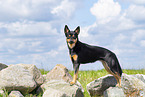 Australian Kelpie in summer