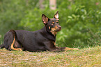 young Australian Kelpie