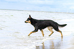 adult Australian Kelpie