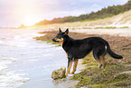 adult Australian Kelpie