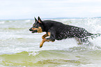 adult Australian Kelpie