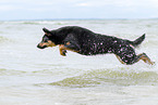 adult Australian Kelpie