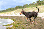 young Australian Kelpie