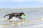 young Australian Kelpie