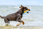 young Australian Kelpie