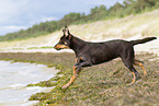 young Australian Kelpie