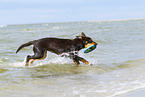 young Australian Kelpie