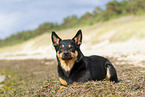 adult Australian Kelpie