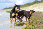 2 Australian Kelpies