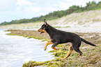 young Australian Kelpie