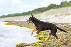 young Australian Kelpie