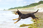 young Australian Kelpie